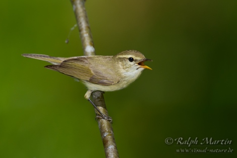 Grünlaubsänger singend Greenish Warbler